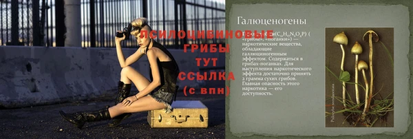 сатива Новозыбков