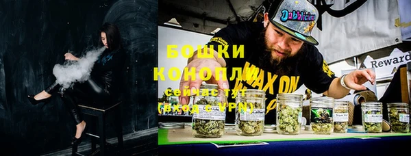 сатива Новозыбков